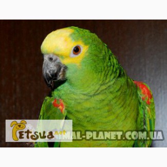 В продаже ручные попугаи Амазоны