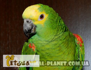 Фото 1/1. В продаже ручные попугаи Амазоны