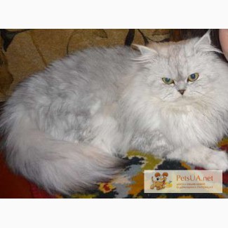 Персидский кот на вязку.