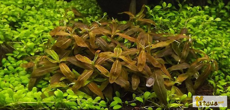 Фото 10. Аквариумные растения для небольших и нано аквариумов