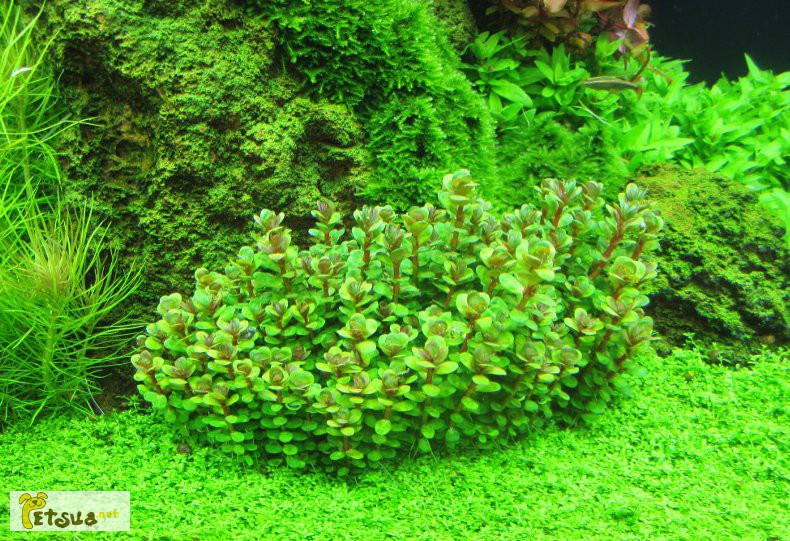 Фото 15. Аквариумные растения для небольших и нано аквариумов