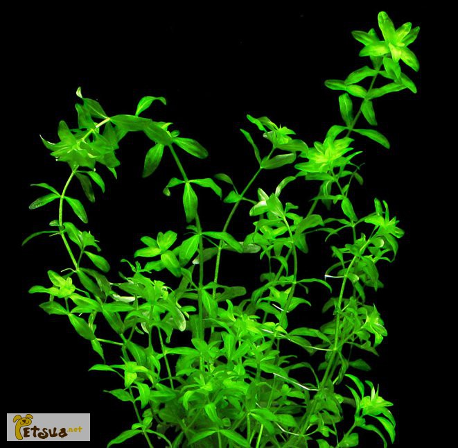 Фото 16. Аквариумные растения для небольших и нано аквариумов