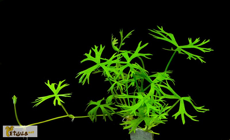 Фото 18. Аквариумные растения для небольших и нано аквариумов