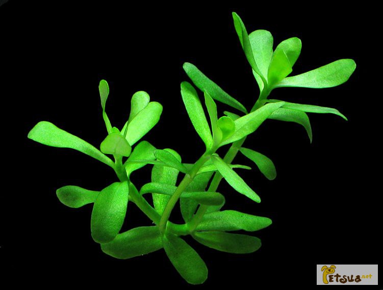 Фото 3. Аквариумные растения для небольших и нано аквариумов