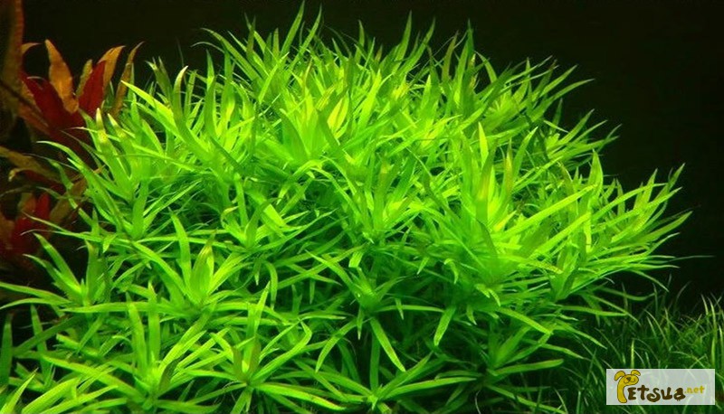 Фото 4. Аквариумные растения для небольших и нано аквариумов