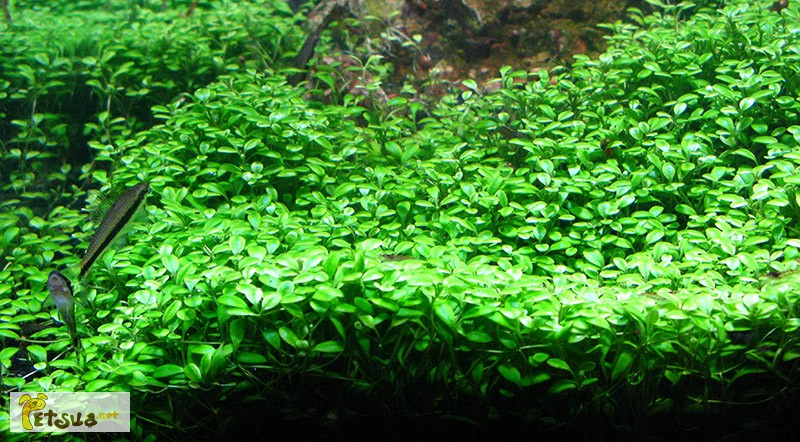 Фото 9. Аквариумные растения для небольших и нано аквариумов