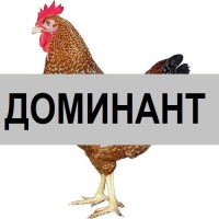 ДОМИНАНТ. Инкубационное яйцо купить Полтава