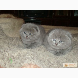 Продам шотландских вислоухих и британских голубых плюшевых котят.Окрас голубой и лиловый.