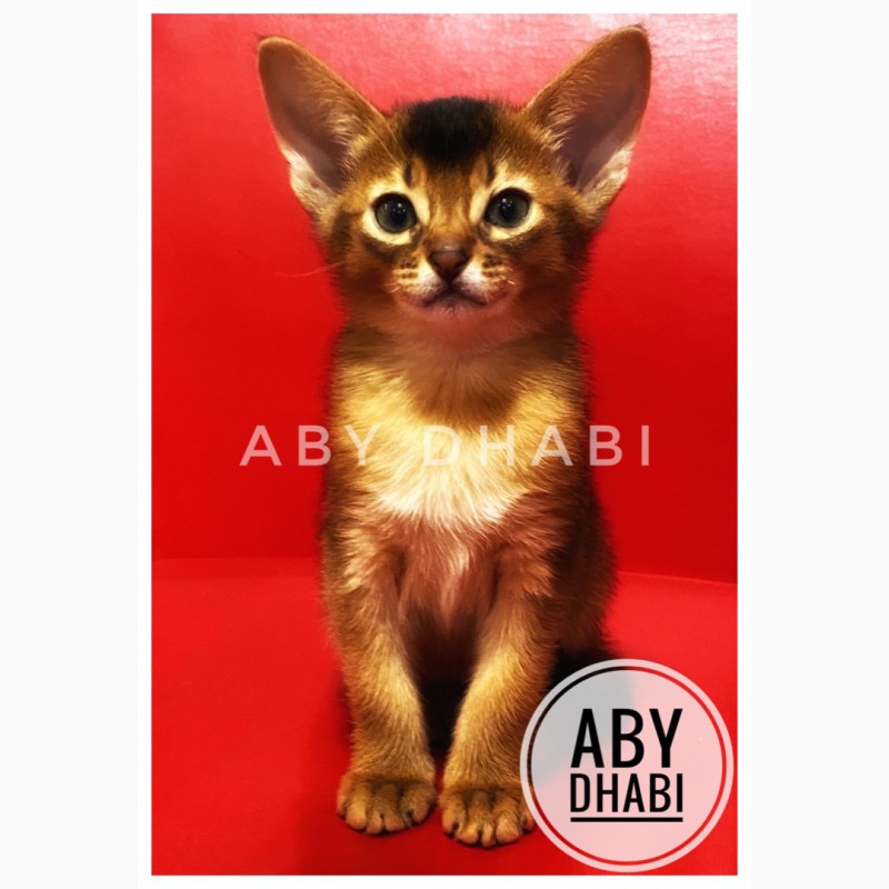 Фото 2. Абиссинские котята (Питомник ABY Dhabi)