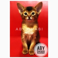 Абиссинские котята (Питомник ABY Dhabi)
