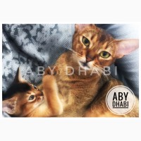 Абиссинские котята (Питомник ABY Dhabi)