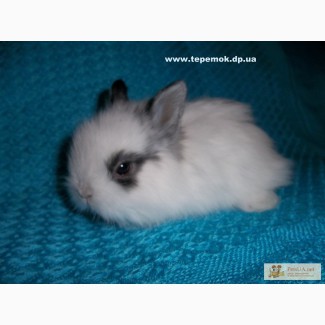Карликовые и декоративные кролики купить в Украине