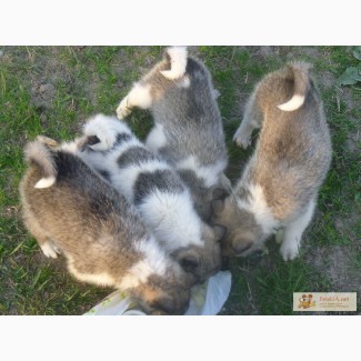 Продам щенком западно – сибирской лайки