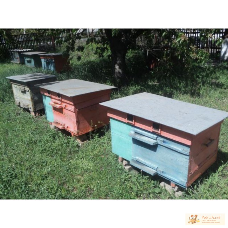 Фото 1/1. Продам пчелосемьи, улии, инвентарь для пчеловодства