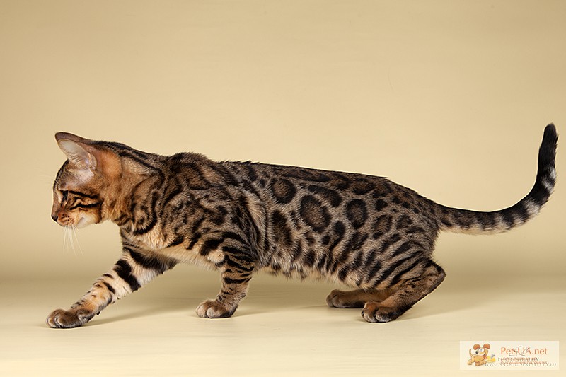 Фото 1/1. Бенгальские котята мини леопарды