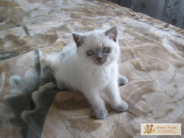 Фото 1/1. ЗаМУРРчательный британский котенок окраса колор-пойнт.