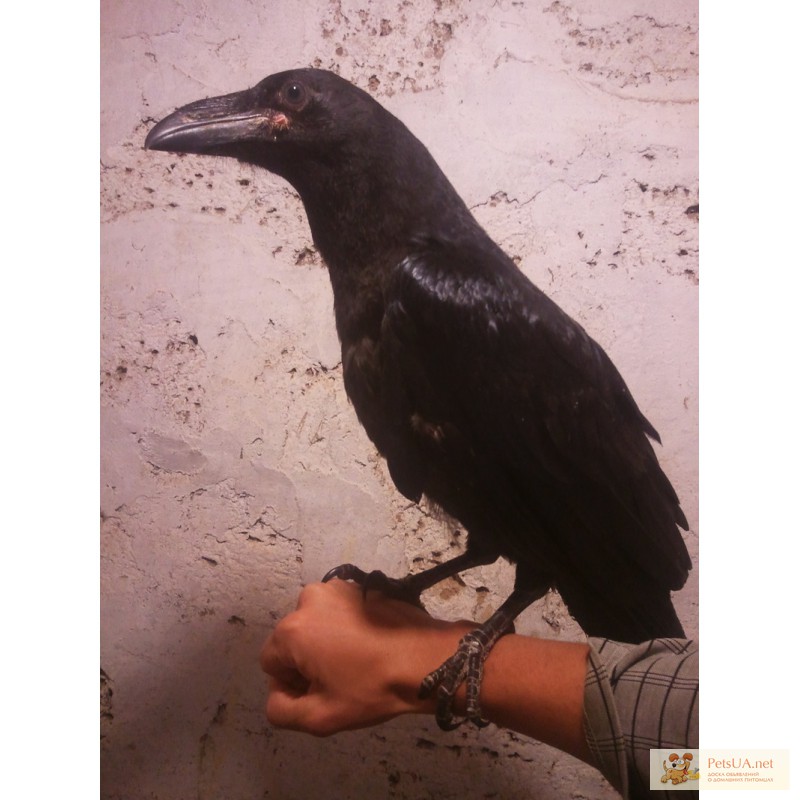Фото 1/1. Ручные птенцы черного ворона