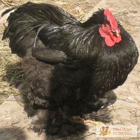 Цыплята: кохинхин черный, брама куропатчатая и золотистая