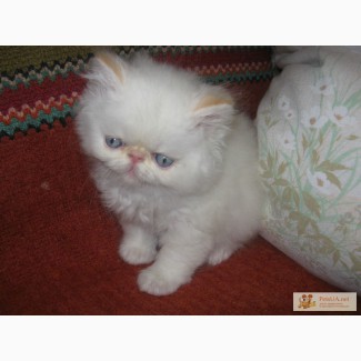 Персидский котик крем-поинт