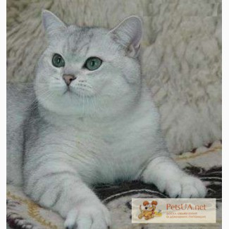 Британский кот окраса серебристая шиншилла.