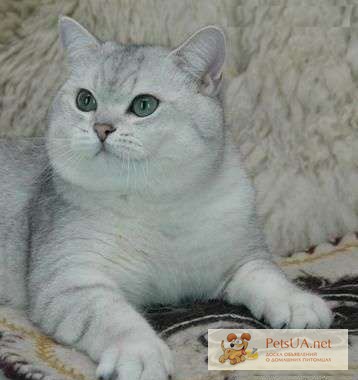 Фото 1/1. Британский кот окраса серебристая шиншилла.