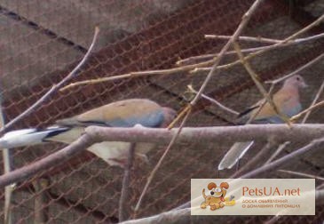 Фото 2. Бронзовокрылый голубь (фапс) и Египетская горлица