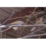 Бронзовокрылый голубь (фапс) и Египетская горлица