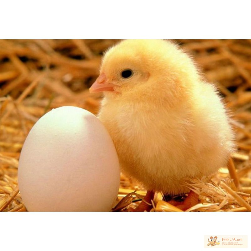 Яйцо инкубационное куриное бройлер,цыпленок суточный