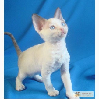 Голубоглазые котята породы Девон-Рекс, доставка