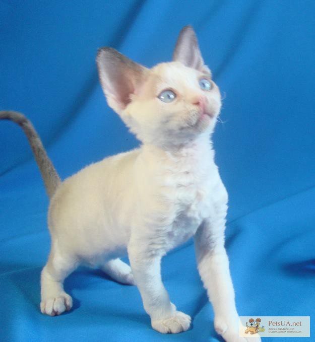 Голубоглазые котята породы Девон-Рекс, доставка