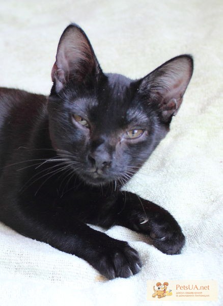 Кошечка черная Джесика породы бомбейская