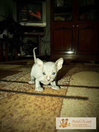 Фото 1/1. Продам очаровательного ласкового котёнка донского сфинкса. Недорого!