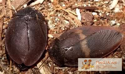 Тараканы капучино (Ergaula capucina)