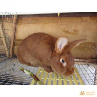 Продам кроликов породы Новозеландский красный, скороспелая порода