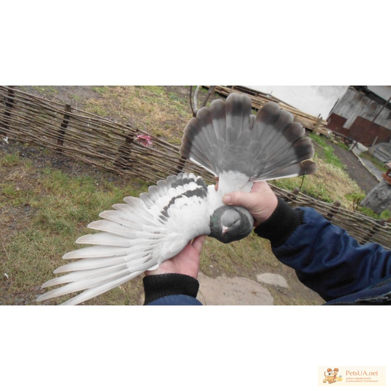 Фото 2/3. Продам николаевских голубей
