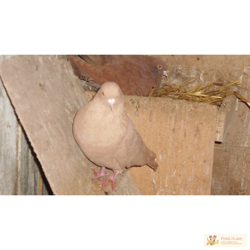 Фото 3/3. Продам николаевских голубей