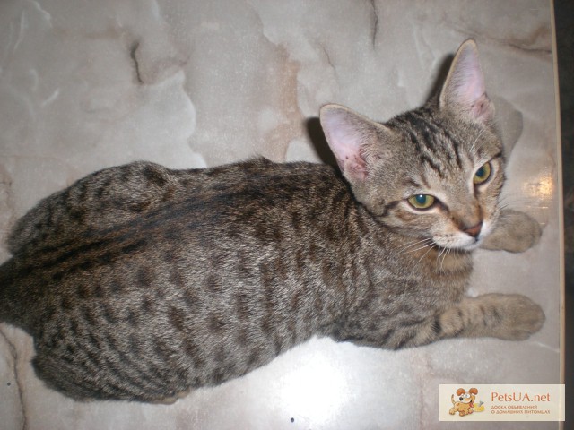 Фото 2. Питомник Мичетонг предлагает котят породы Оцикет