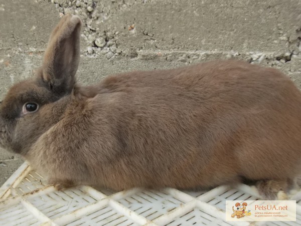 Кролики земплінська пастелова