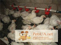 Фото 1/1. Продам подросших домашних цыплят бройлеров КОББ - 500, Возраст - 1 мес.