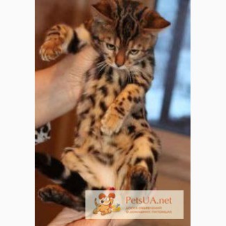 Продам бенгальского котенка