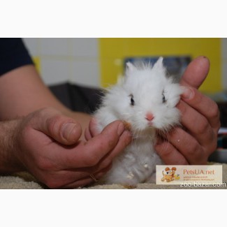 Продаются белоснежные мини крольчата - Снежинка