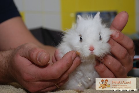 Фото 1/3. Продаются белоснежные мини крольчата - Снежинка