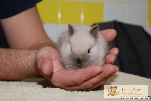 Фото 2/3. Продаются белоснежные мини крольчата - Снежинка