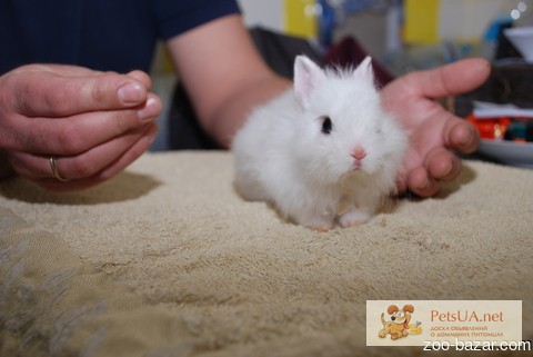 Фото 3/3. Продаются белоснежные мини крольчата - Снежинка
