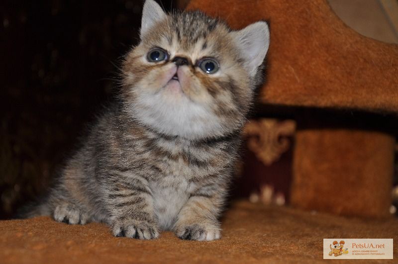 Чудо-котёнок экзоточка от питомника
