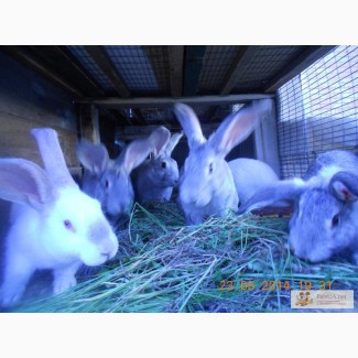 Кролики:калифорнийский белый и серый