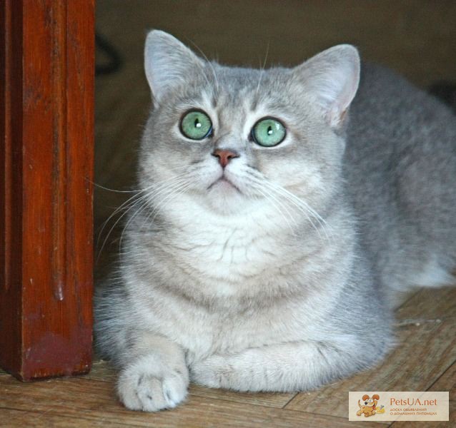 Фото 1/1. Британский кот - окрас голубое золото