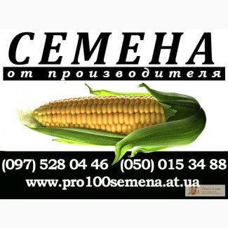 Продам семена кукурузы гибрида ЛЮБАВА 279 МВ с документами