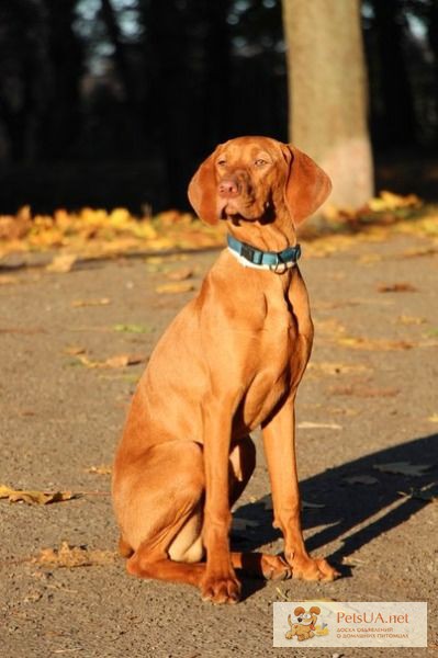 Фото 1/1. Выжла / Вижла / Vizsla