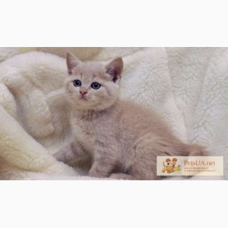 Британский кремовый котенок, британские котята кремовые